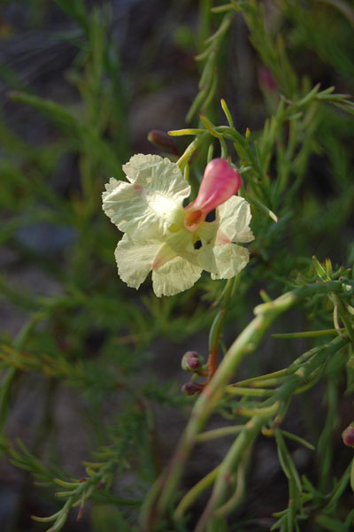 Yellow lechenaultia (Lechenaultia linaroides)