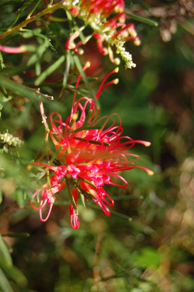 Spider net grevillea (Grevillea preissii)