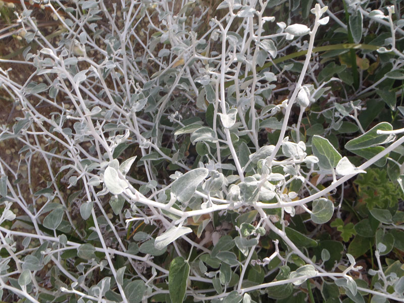 Tangle daisy (Ozonanthus cordatus)