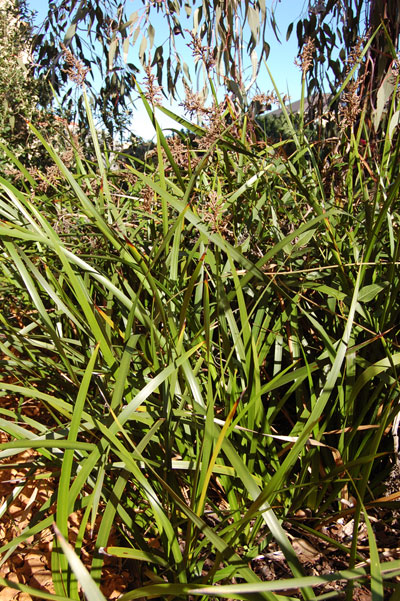 Coast sword-sedge (Lepidosperna gladiatum)