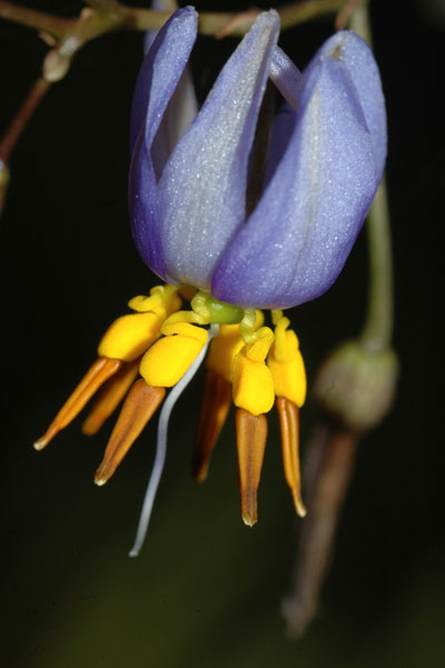 Dianella revoluta var. divaricata