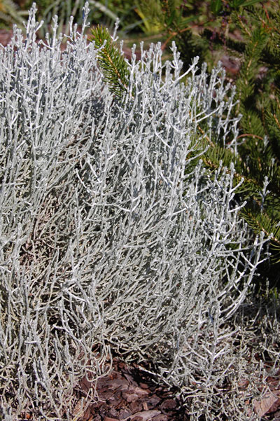 Cushion bush (Leucophyta brownii)