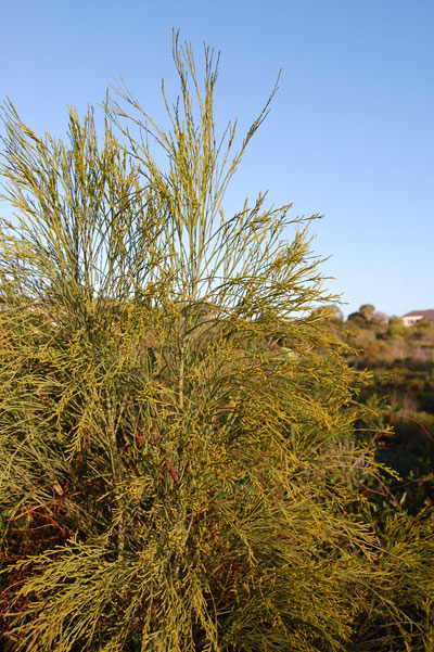 Broom ballart (Exocarpus sparteus)