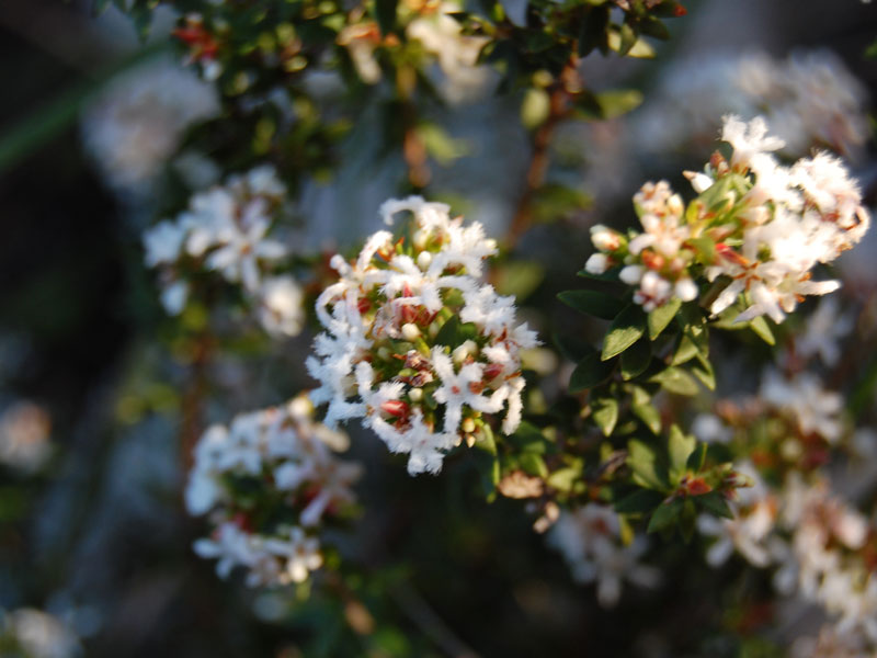 Coast beard-heath (Leucopogon parviflorus)