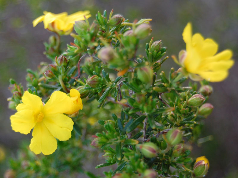 Yellow buttercups (Hibbertia hypericoides)