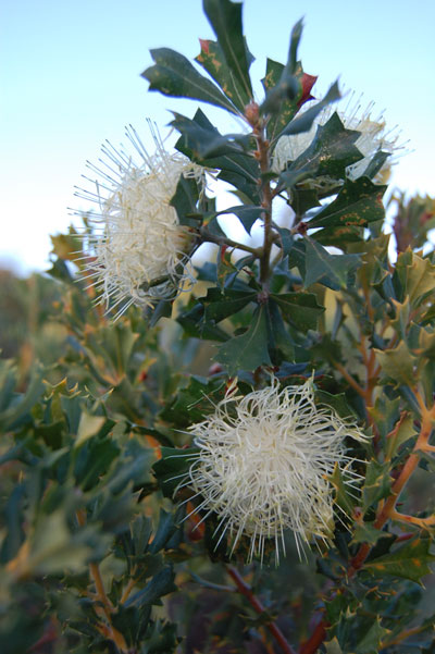 Parrot bush (Banksia sessilis) provides an important food source to the threatened Carnaby's black cockatoos (Calyptorhynchus latirostris) that visit coastal vegetation in winter.