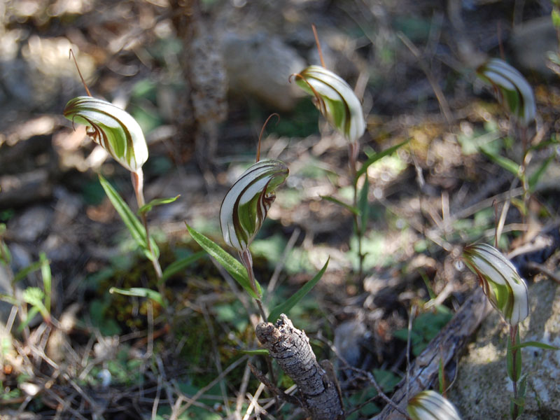Greenhood orchid (Pterostylis sp.)