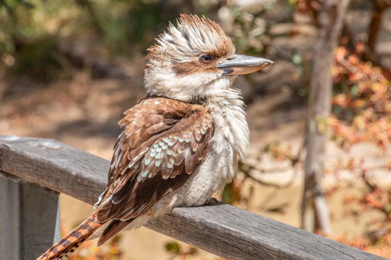 Anna Disegna - Kookaburra, Yanchep National Park