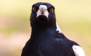 Magpie