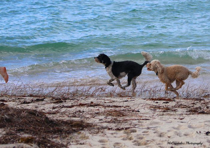 Quinns Dog Beach