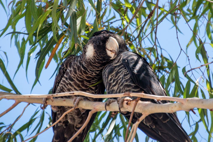 Cockatoos in tree