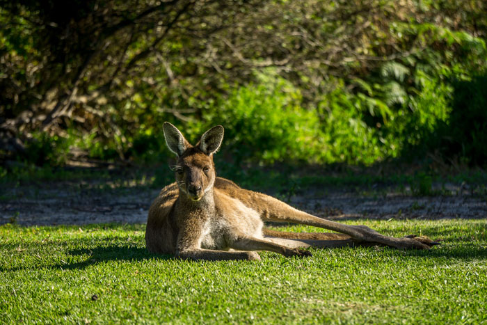 Kangaroo