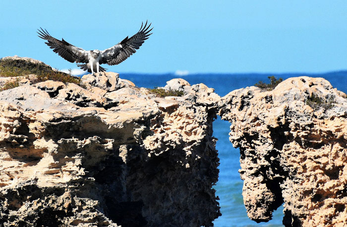 Bird on rock