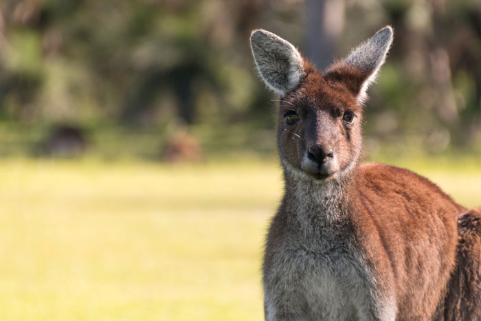 Kangaroo