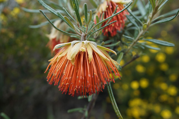 Yanchep Rose flower