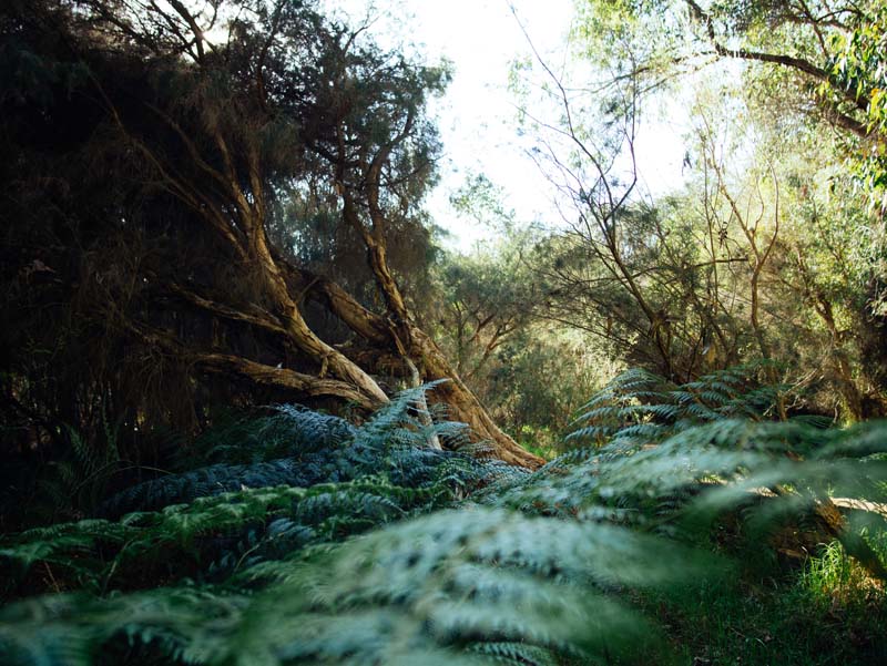 Aaron Sinagra - Yanchep National Park