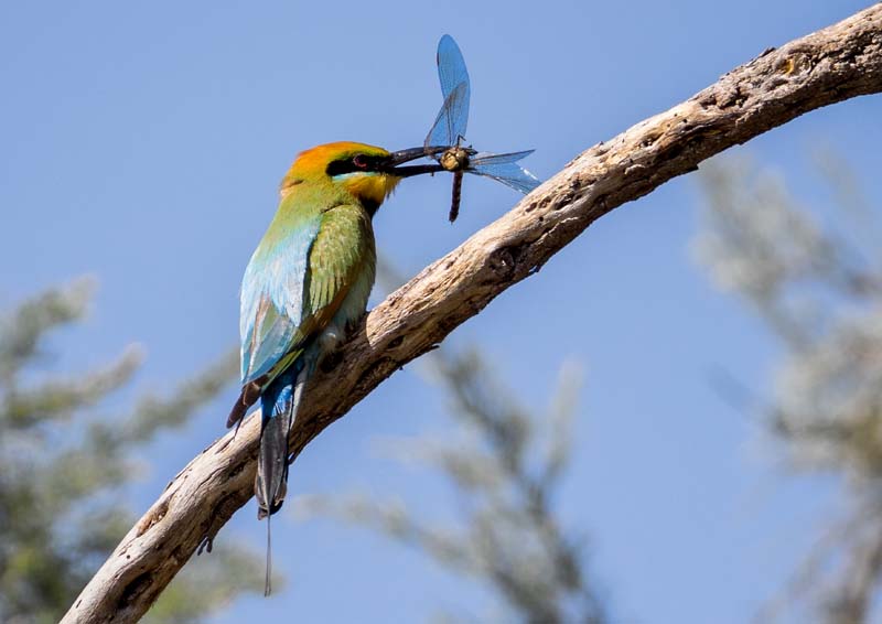 Ron Mather - Yellagonga Regional Park