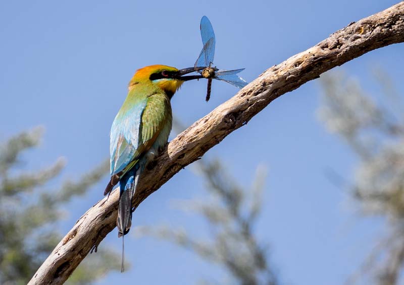 Ron Mather - Yellagonga Regional Park
