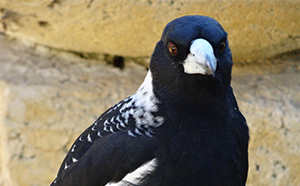 Magpie breeding season