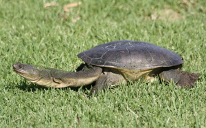 Southwestern snake-necked turtle