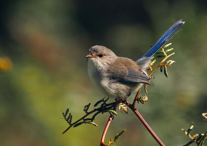John Whittingham - Yanchep National Park
