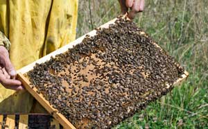 A beekeeper