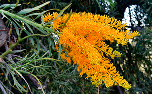 A yellow plant in bloom