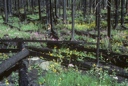 Forest regrowing after fire