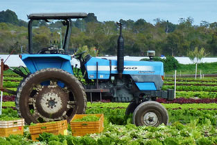 Tractor in market gardens