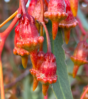 Coral Gum plant