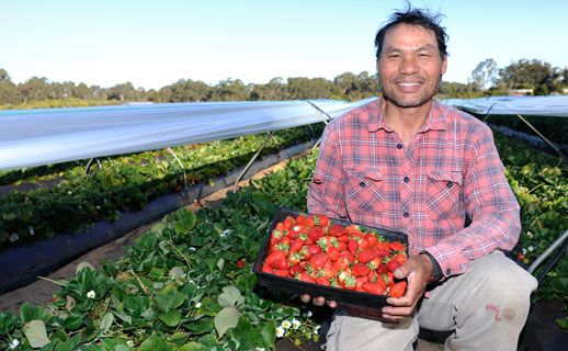 Strawberry farmer with produce