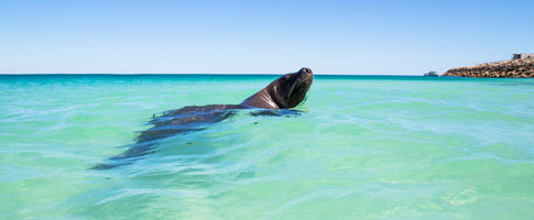 Seal in sea