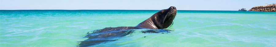 Seal in sea
