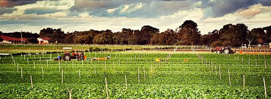 Tractor in field