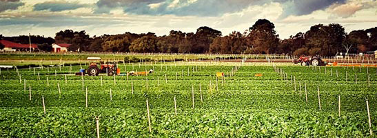 Image of a tractor working in a field