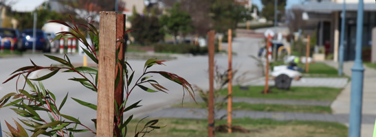 Trees on a street verge