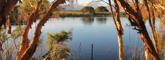 Image of a lake through some trees