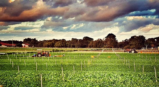 Tractor in field