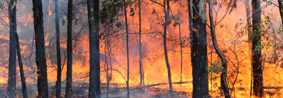 Bushfire