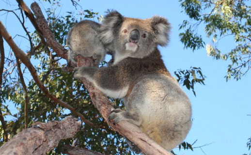 Koala bear in tree