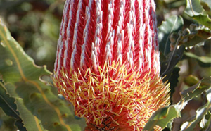 Native plants 