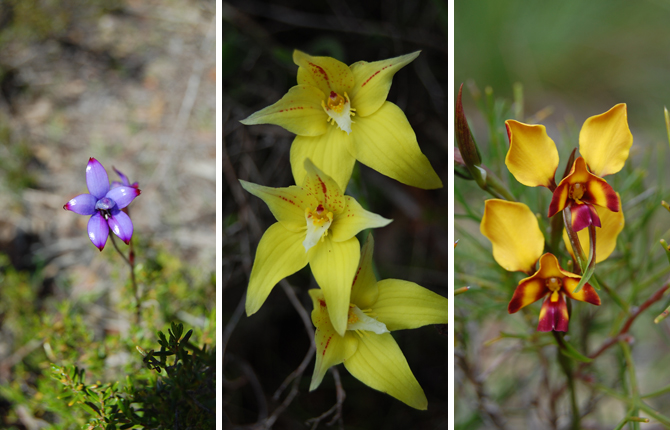 Gumblossom Reserve Flowers