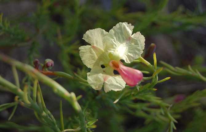 Gumblossom Reserve Yellow Leschenaultia