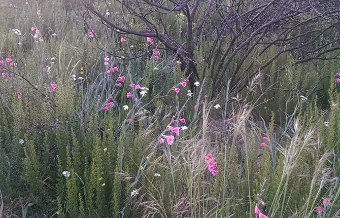Gumblossom Reserve Trail Gladiolus