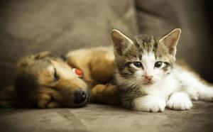dog and cat