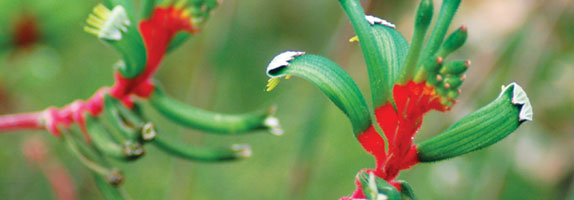 Kangaroo Paw plant