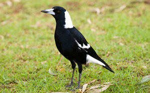 Magpie