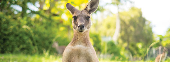 kangaroo