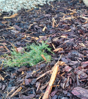 Wood mulch and plants