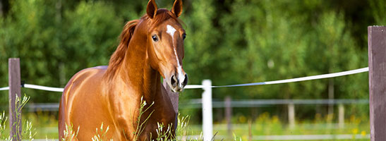 Horse running in field